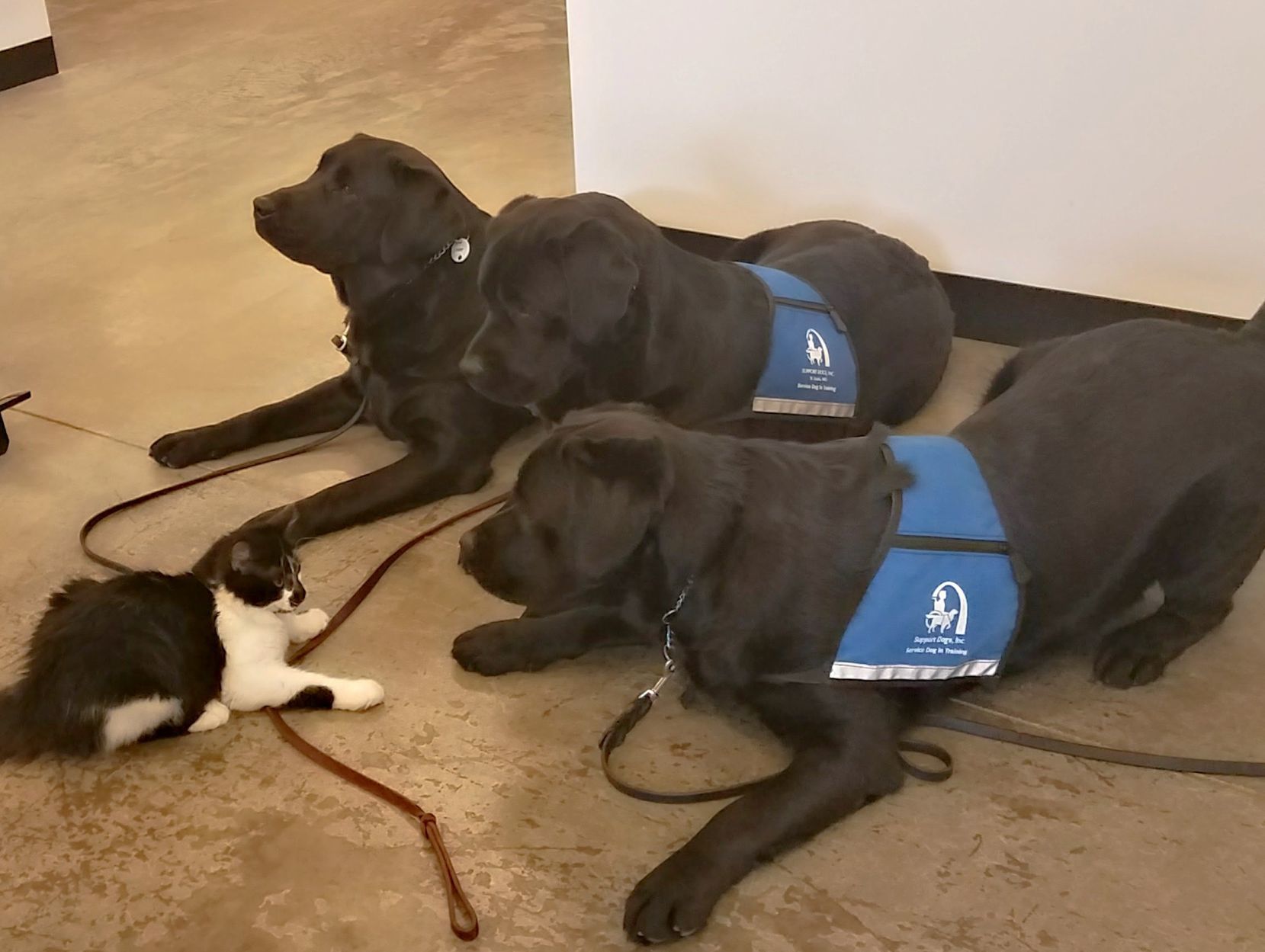 DOG and Dogs 2.jpg